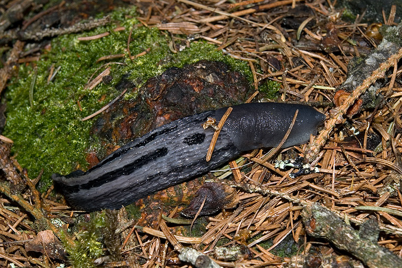 Limax cinereoniger da Lozzo di Cadore (BL)